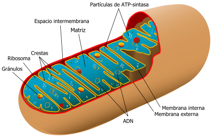 415px-Animal_mitochondrion_diagram_es.svg